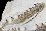 Associated Fossil Mosasaur (Tethysaurus) Jaws - Asfla, Morocco #180853-4